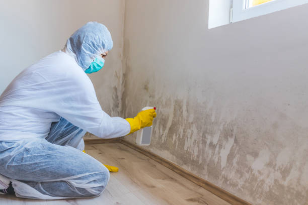 Licensed Mold Remediation service in Lottsburg, VA - WQB Mold Removal